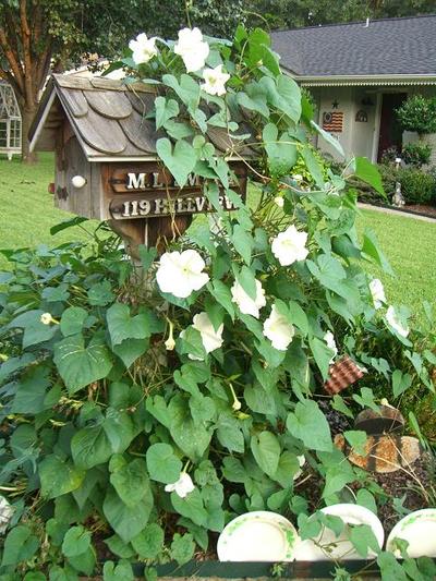 flowering vines moon flowers. scented vinesâ€¦the heavenly grow moon flower vines most