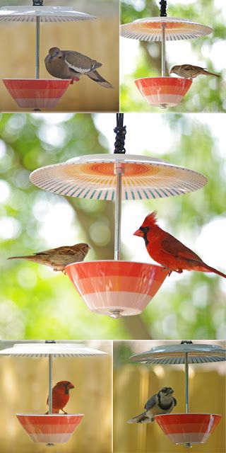 Bird Feeder