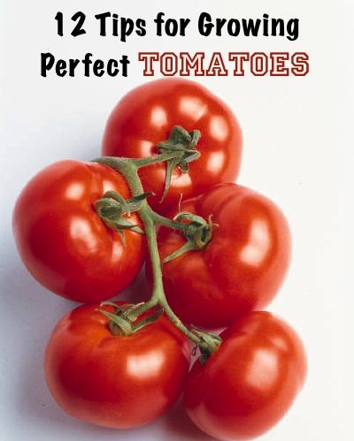 Reader Tips: 12 Tips for Growing Perfect Tomatoes…