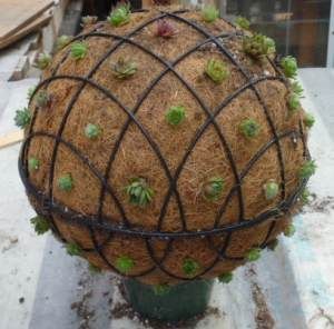 Succulent Ball