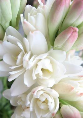 tuberose