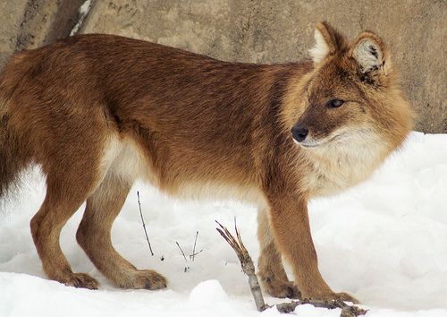 ASIATIC WILD DOG or DHOLE