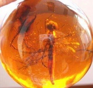 A dragonfly in amber