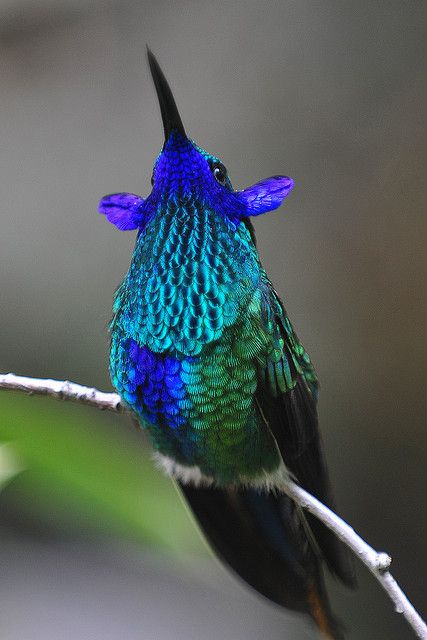 A rare photo of a Violet Eared Hummingbird.