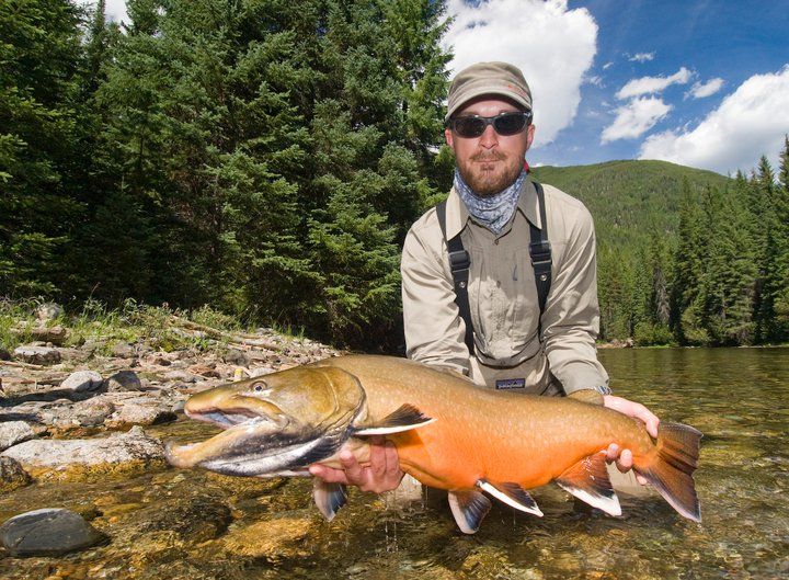Actual Bull trout in spawning colors.