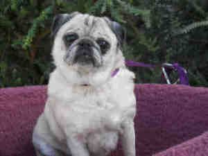 Angie is an adoptable Pug Dog in San Diego, CA.  Description: Meet our adorable