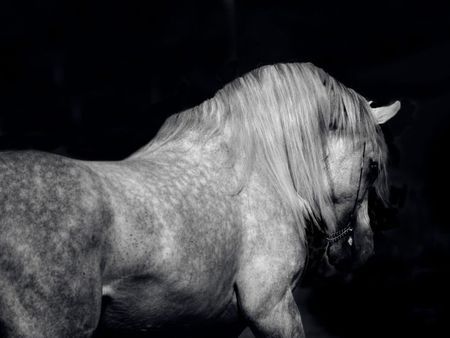 Arabian Horse – cavalo, horse