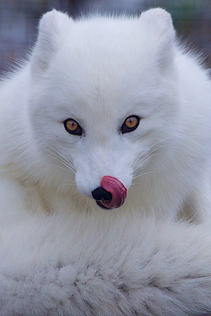 Arctic fox.