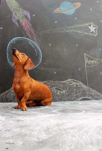 Astrodachshund.