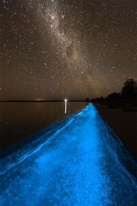 Australia's Amazing Bioluminescent Lake. An unusually high concentration of