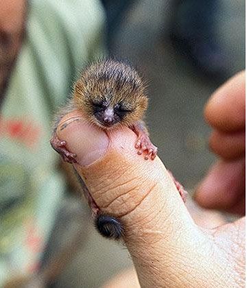 Baby Mouse Lemur