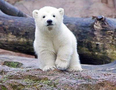 Baby Polar Bear Cub