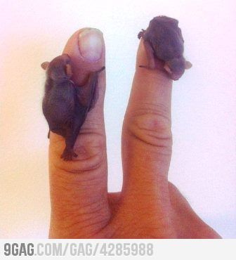 Bats!!