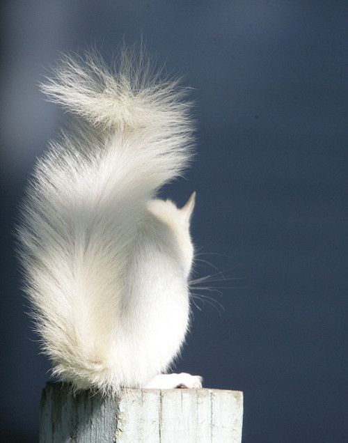 Beautiful Albino Squirrel