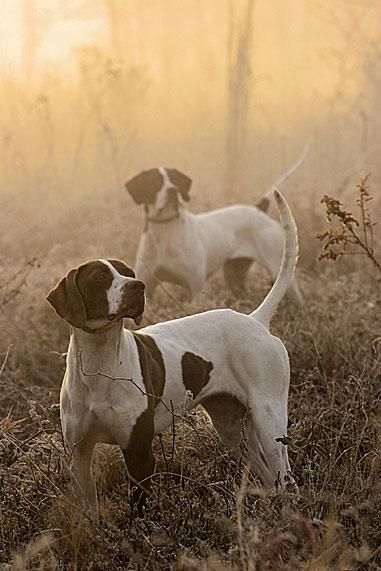 Bird Dogs