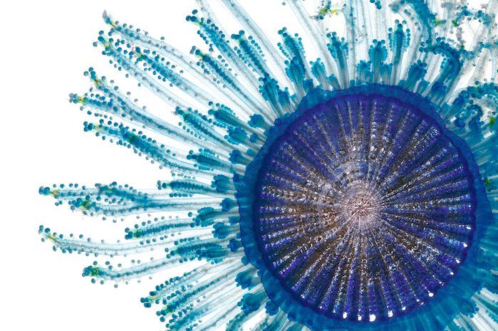 Blue button jellyfish – Porpita porpita
