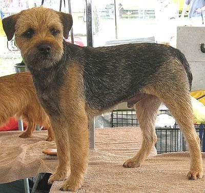 Border Terrier