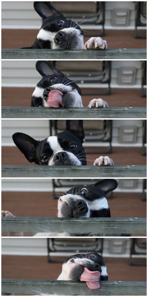 Boston Terrier cleaning the counter