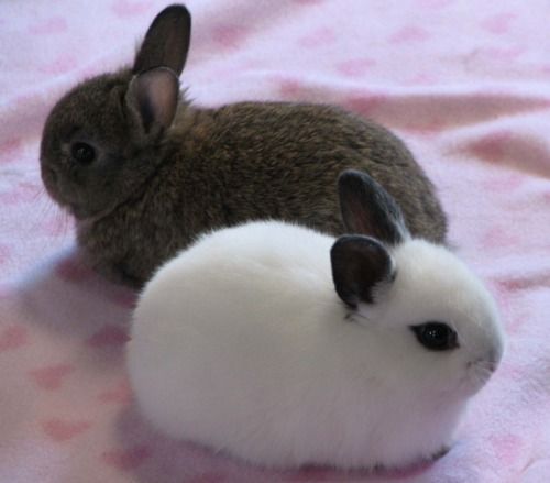 Bunny bunny bunny