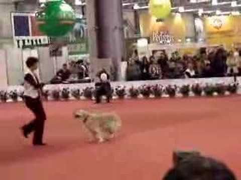 Canine Freestyle! Check out this awesome doggy dance video! =D #dogs #dancingdog