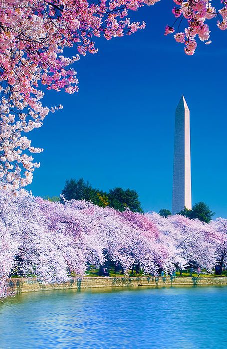 Cherry Blossoms, Washington, DC