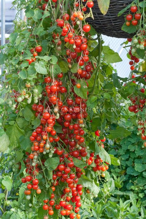 Cherry tomatoes 'Cherry Cascade' hanging from pot container basket