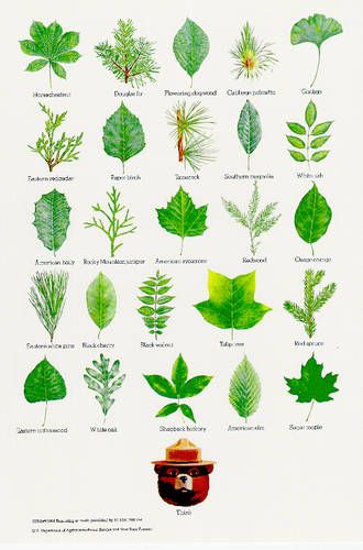Common North American Tree Leaf identification