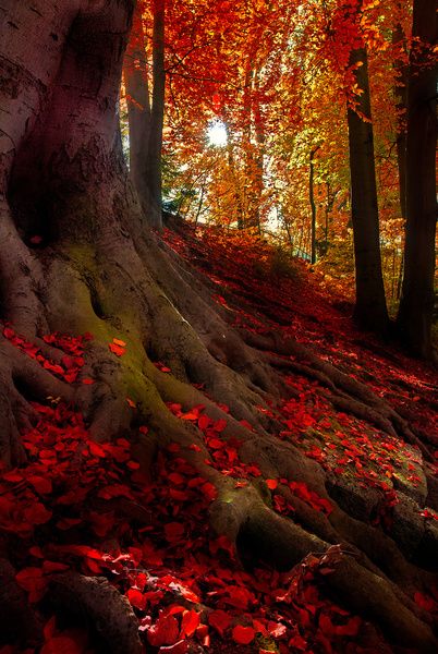 Crimson Forest, Bavarian Alps, Germany