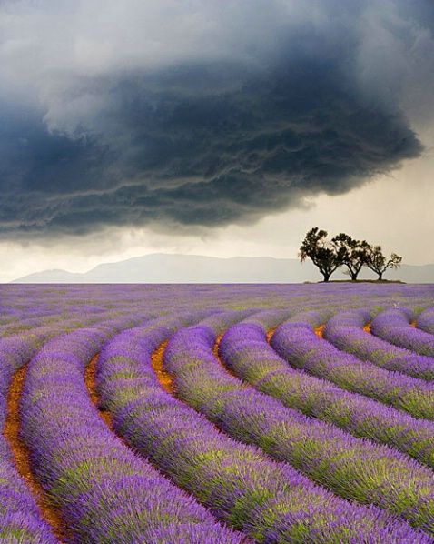 Curved Rows of Lavender near the Village of Sault, Provence, France
