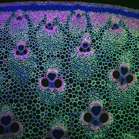 Cut into a Cabbage and you'll find a Fractal – Inside of a thin cross-sectio