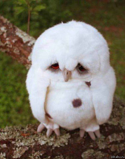 Cutest owl in the world