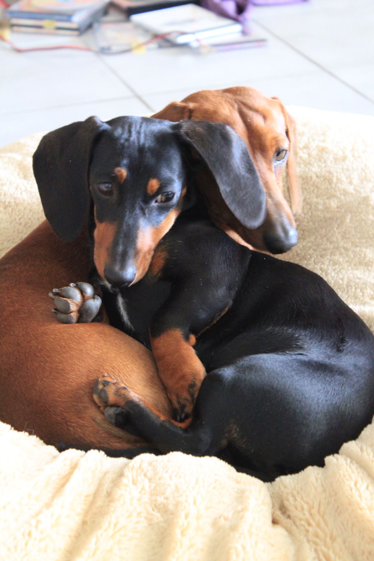 Dachshund love