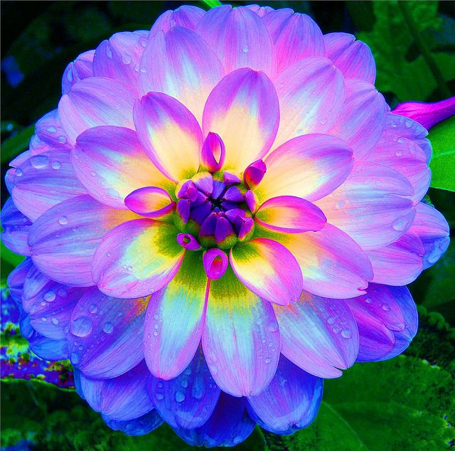 Dahlia–It almost glows! The colors are gorgeous!