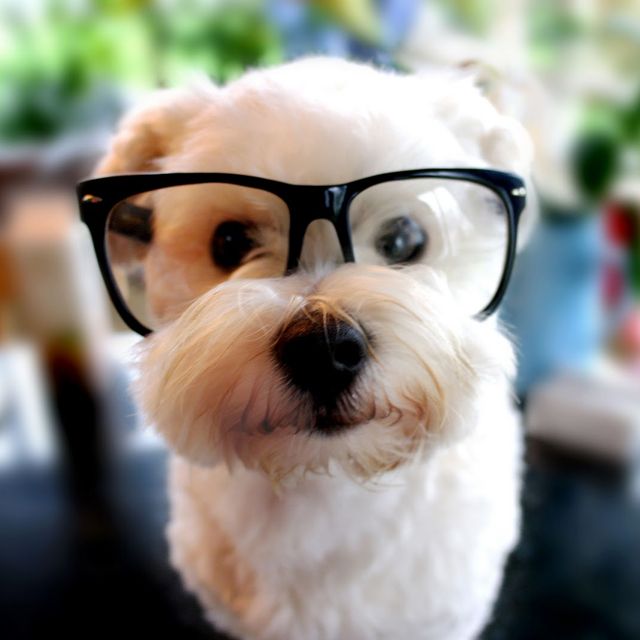 Dog with glasses, he