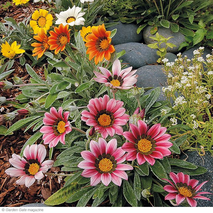 Drought-tolerant plant Gazania