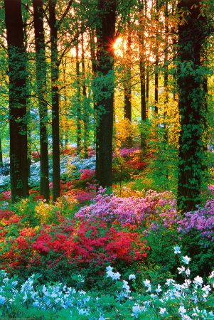 Forest Flowers