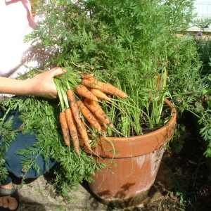 Fresh, Organic Homegrown Carrots on the patio