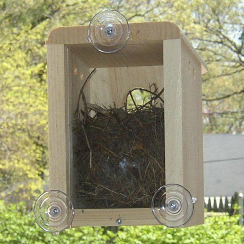 Get your cute baby bird fix with a glass bird house