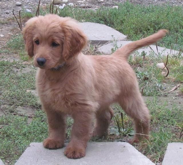 Golden cocker retriever (full grown); a puppy that looks like a puppy forever! I