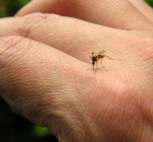 Home Remedies for Itchy Insect Bites