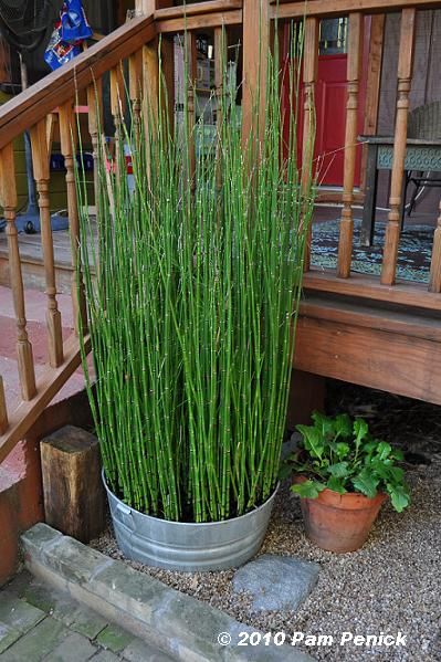 Horsetail is contained in a galvanized washtub