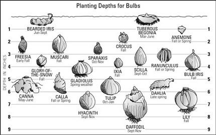 How to plant bulbs