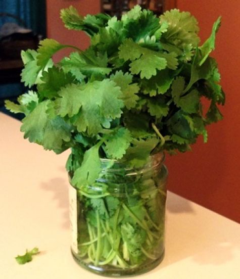 I hated wasting cilantro that had turned mushy, so I experimented with three dif