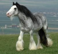 Irish Cob