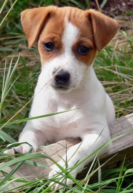 Jack Russell Terriers Jack Russell Terriers