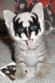 ~Kiss Kitten~