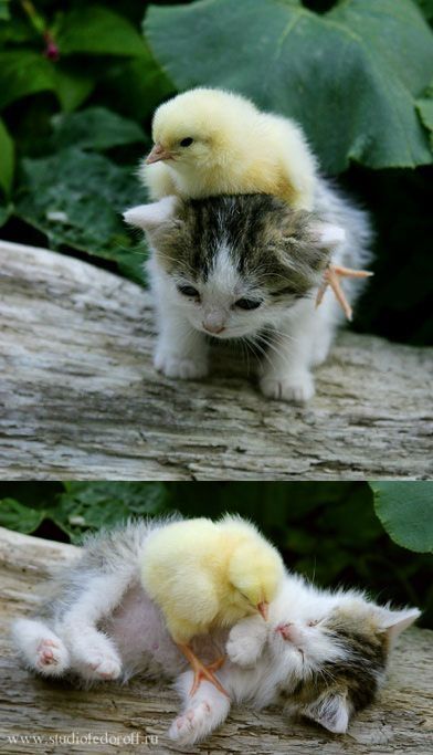 Kitty and chick. Adorable.