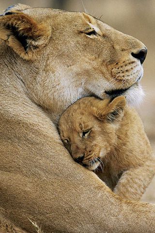 Lioness & Cub loves…