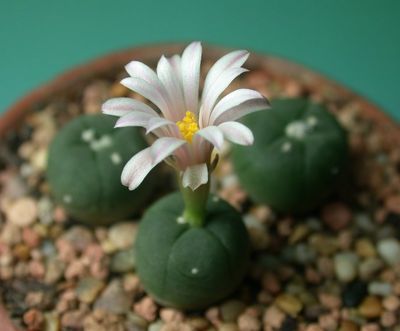 Lophophora, cute!