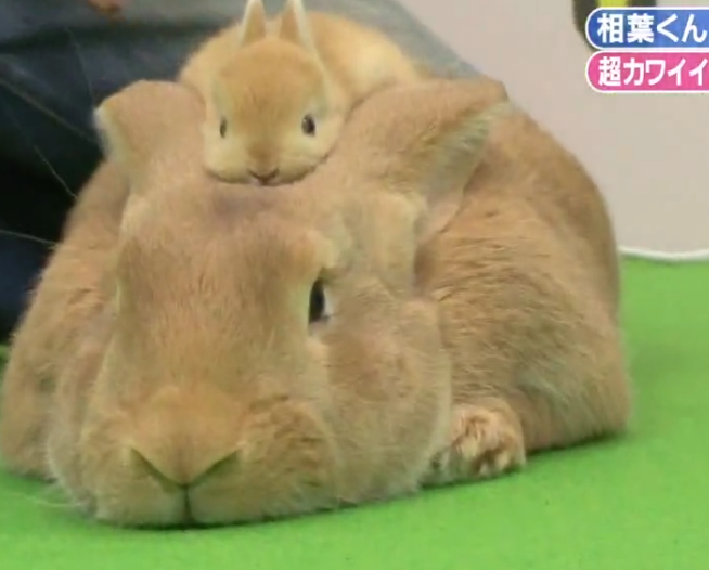 Mama and baby rabbit